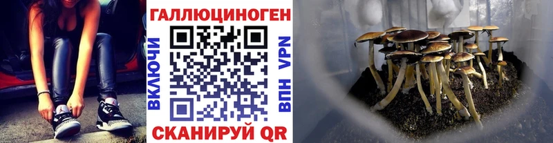сколько стоит Приморск Галлюциногенные грибы Cubensis